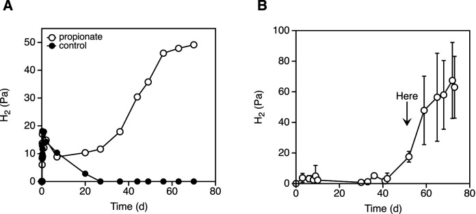 Membrane Potential-requiring Succinate Dehydrogenase Constitutes the Key to Propionate Oxidation and Is Unique to Syntrophic Propionate-oxidizing Bacteria.