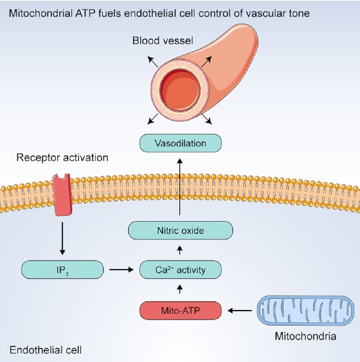 Mitochondrial ATP Production is Required for Endothelial Cell Control of Vascular Tone.