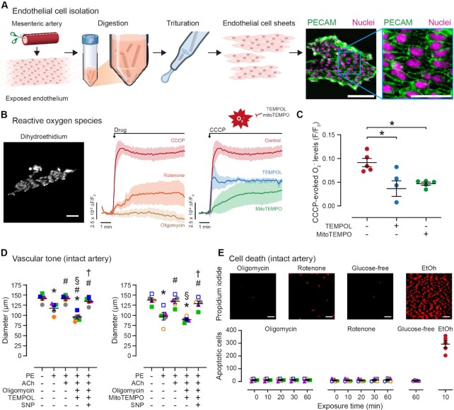 Mitochondrial ATP Production is Required for Endothelial Cell Control of Vascular Tone.