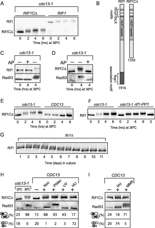 A CDK-Dependent Phosphorylation of a Novel Domain of Rif1 Regulates its Function during Telomere Damage and Other Types of Stress.