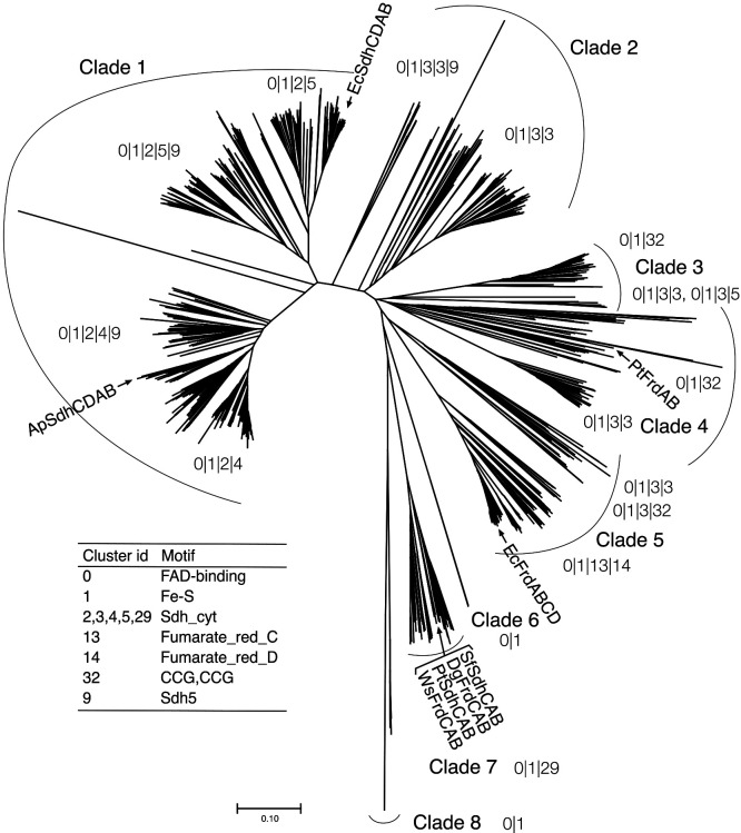 Membrane Potential-requiring Succinate Dehydrogenase Constitutes the Key to Propionate Oxidation and Is Unique to Syntrophic Propionate-oxidizing Bacteria.