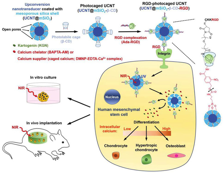 Inorganic Nanoparticles-Based Systems in Biomedical Applications of Stem Cells: Opportunities and Challenges.