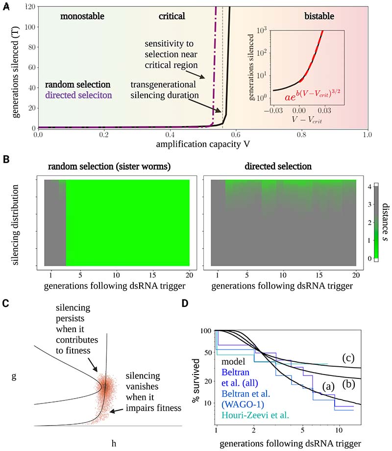 Epigenetic inheritance of gene silencing is maintained by a self-tuning mechanism based on resource competition.