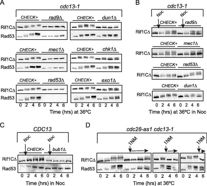 A CDK-Dependent Phosphorylation of a Novel Domain of Rif1 Regulates its Function during Telomere Damage and Other Types of Stress.