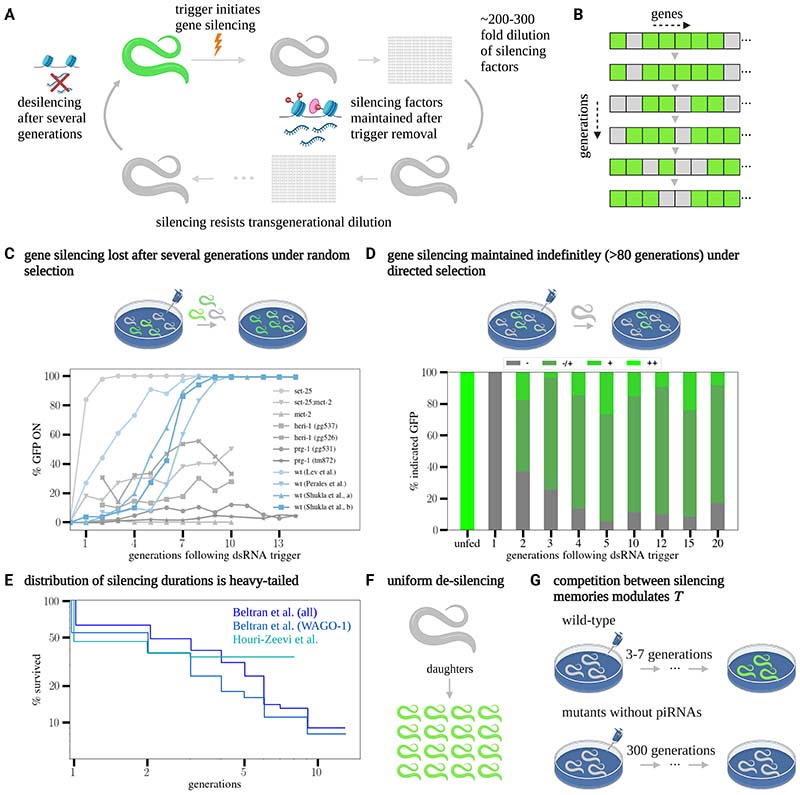 Epigenetic inheritance of gene silencing is maintained by a self-tuning mechanism based on resource competition.