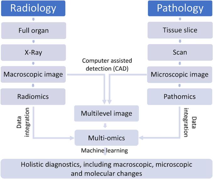 Imaging bridges pathology and radiology