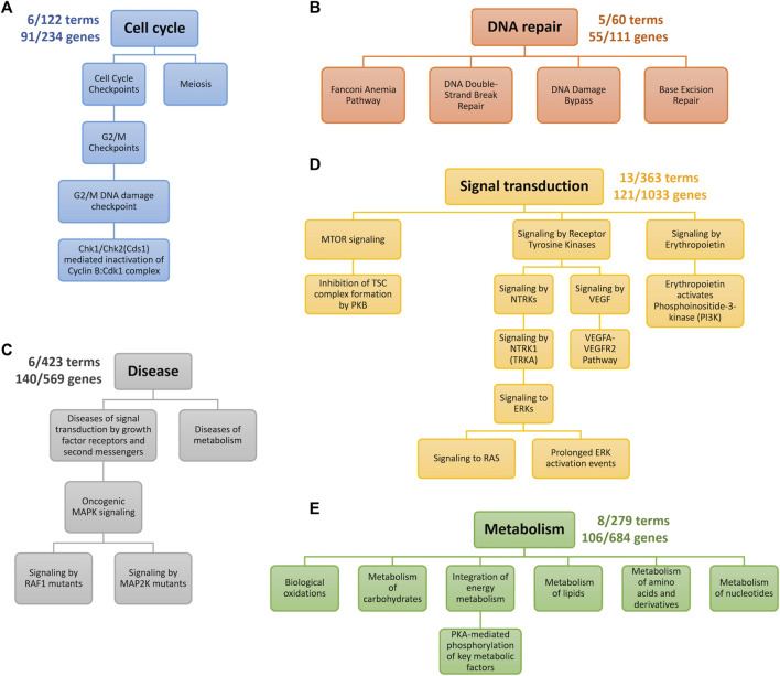 XMR: an explainable multimodal neural network for drug response prediction.