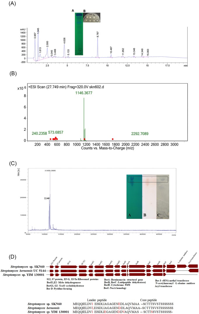 An antimicrobial thiopeptide producing novel actinomycetes <i>Streptomyces terrae</i> sp. nov., isolated from subsurface soil of arable land.