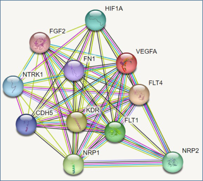 Vascular endothelial growth factor gene insertion/deletion polymorphism is associated with Vitamin D level in Turkish patients with coronavirus disease 2019.