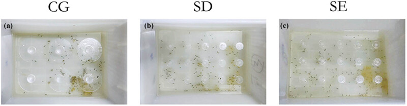 Enriched environment can reverse chronic sleep deprivation-induced damage to cellular plasticity in the dentate gyrus of the hippocampus.