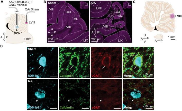 Putting forward a model for the role of the cerebellum in cocaine-induced pavlovian memory.