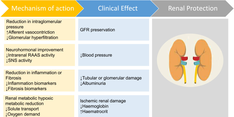 Emerging Role of Sodium-Glucose Co-Transporter 2 Inhibitors for the Treatment of Chronic Kidney Disease.