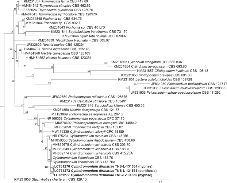 <i>Cylindromonium dirinariae sp. nov</i>. (<i>Ascomycota, Hypocreales</i>), a new nectrioid lichenicolous species on <i>Dirinaria applanata</i> in Japan.