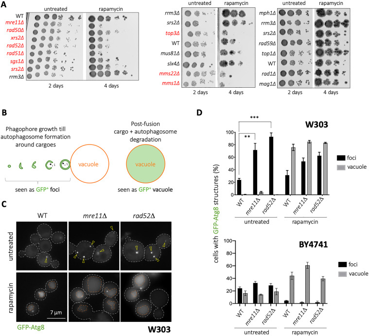 An Expansion of the Endoplasmic Reticulum that Halts Autophagy is Permissive to Genome Instability.