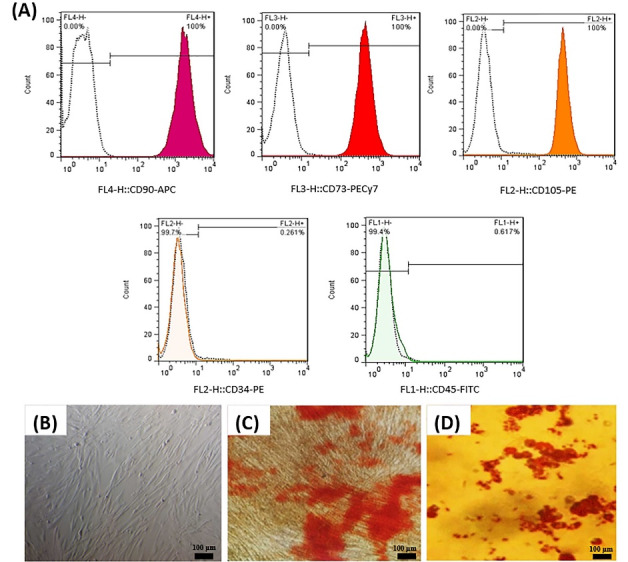 Preparation of poly(acrylic acid)/tricalcium phosphate nanoparticles scaffold: Characterization and releasing UC-MSCs derived exosomes for bone differentiation.