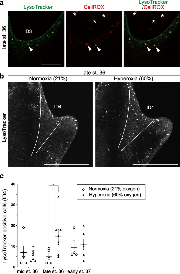 Air-breathing behavior underlies the cell death in limbs of Rana pirica tadpoles.