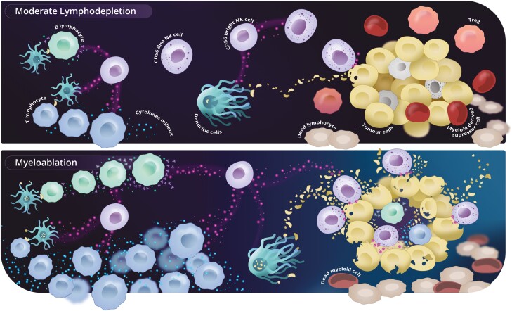 Peripheral blood persistence and expansion of transferred non-genetically modified Natural Killer cells might not be necessary for clinical activity.