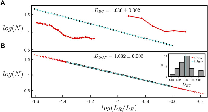 Neuron arbor geometry is sensitive to the limited-range fractal properties of their dendrites.