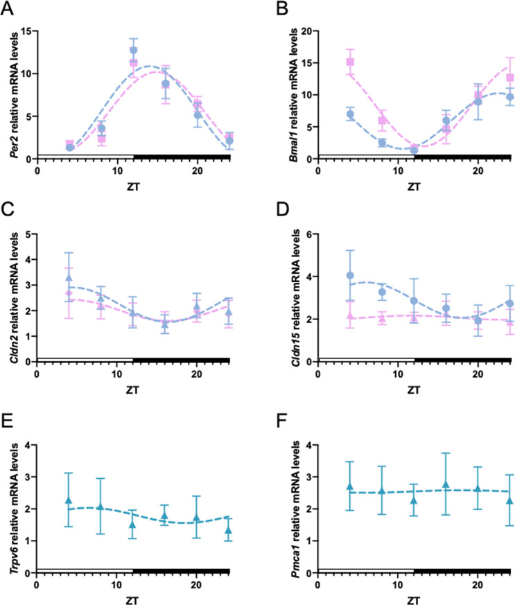 Effect of circadian clock and claudin regulations on inulin-induced calcium absorption in the mouse intestinal tract.