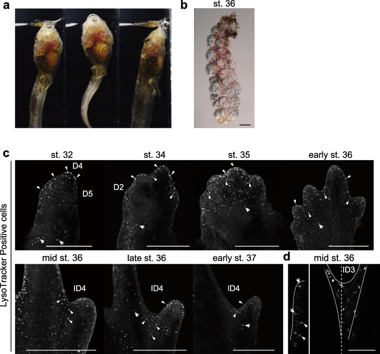 Air-breathing behavior underlies the cell death in limbs of Rana pirica tadpoles.