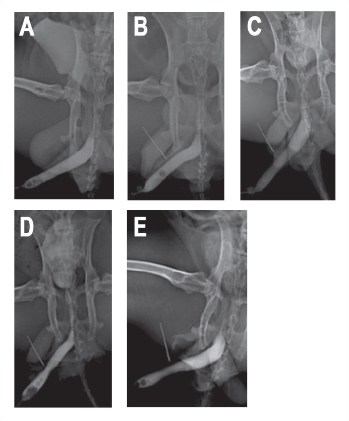 TGF-β1 Effects on Total Collagen of the New Zealand Rabbit's Urethral Wall (Oryctolagus cuniculus) in Animal Models of Urethral Stricture.