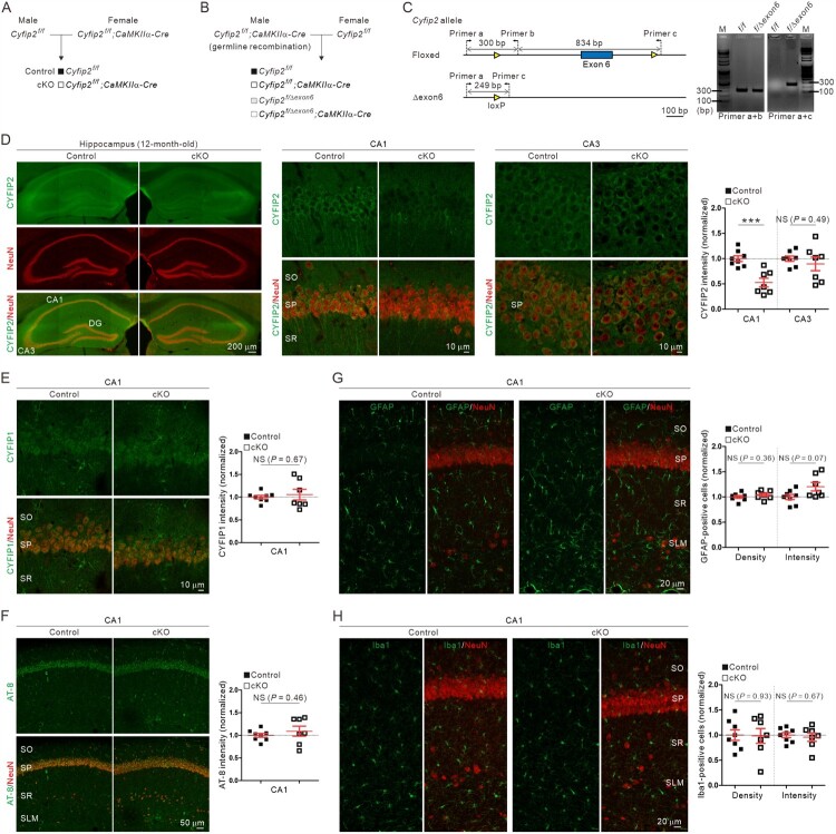 Cell-autonomous reduction of CYFIP2 is insufficient to induce Alzheimer's disease-like pathologies in the hippocampal CA1 pyramidal neurons of aged mice.