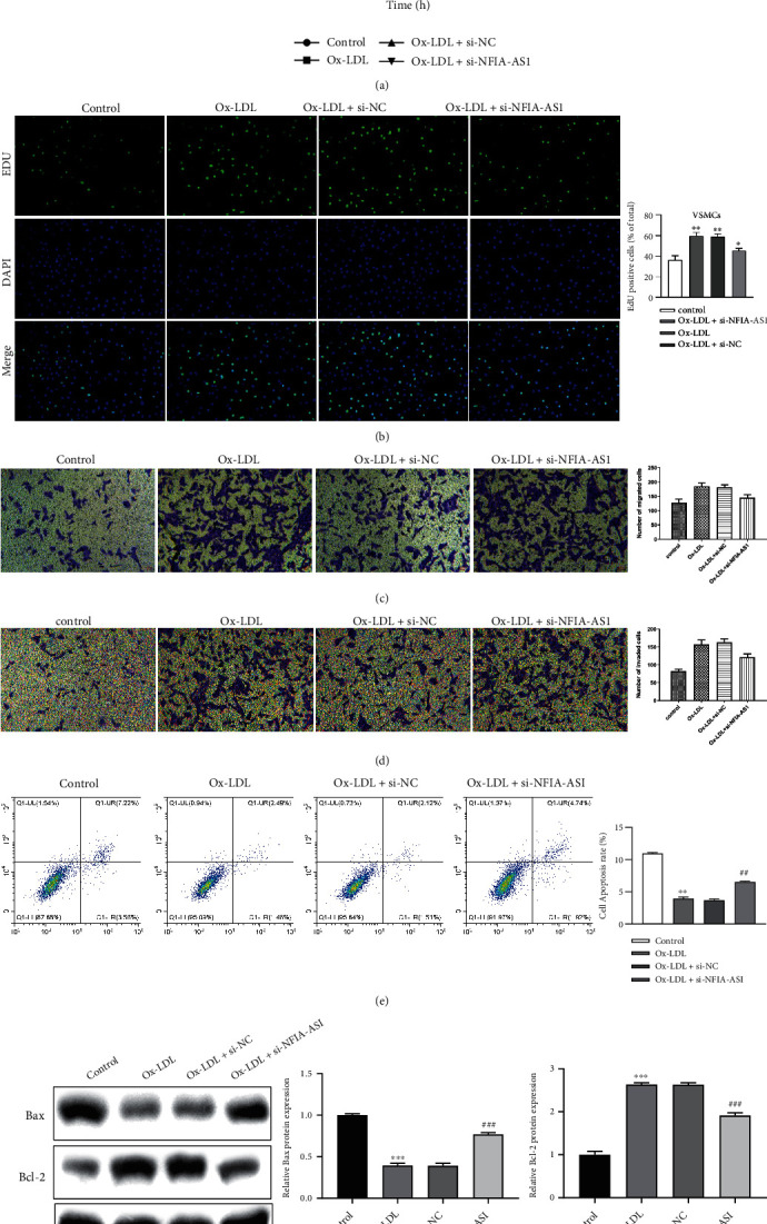 Inhibition of lncRNA NFIA-AS1 Alleviates Abnormal Proliferation and Inflammation of Vascular Smooth Muscle Cells in Atherosclerosis by Regulating miR-125a-3p/AKT1 Axis.