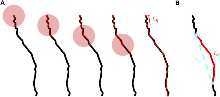 Neuron arbor geometry is sensitive to the limited-range fractal properties of their dendrites.