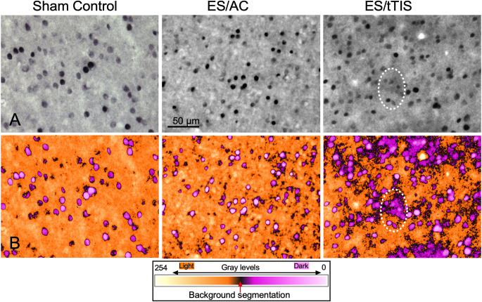 Comparing the effects of transcranial alternating current and temporal interference (tTIS) electric stimulation through whole-brain mapping of c-Fos immunoreactivity.