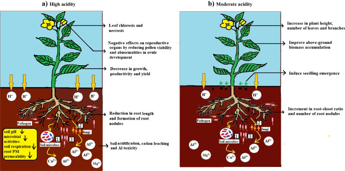 Global Trends of Acidity in Rainfall and Its Impact on Plants and Soil.