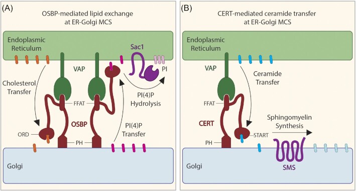 Pathogen vacuole membrane contact sites - close encounters of the fifth kind.