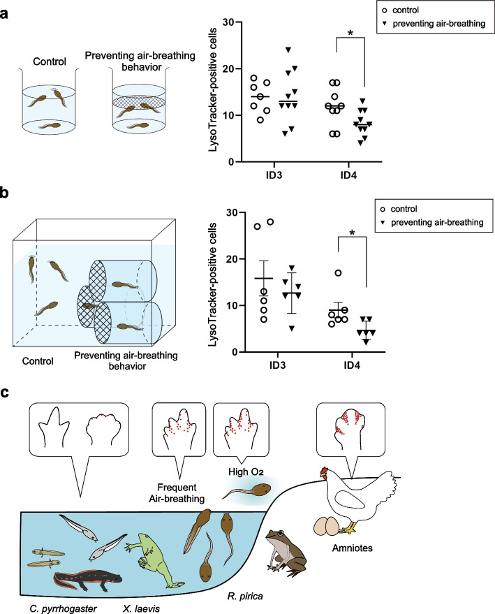 Air-breathing behavior underlies the cell death in limbs of Rana pirica tadpoles.