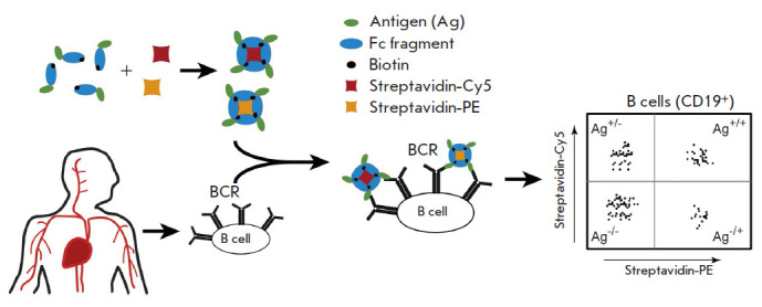 B Cell Profiling in Patients with Pemphigus Vulgaris.