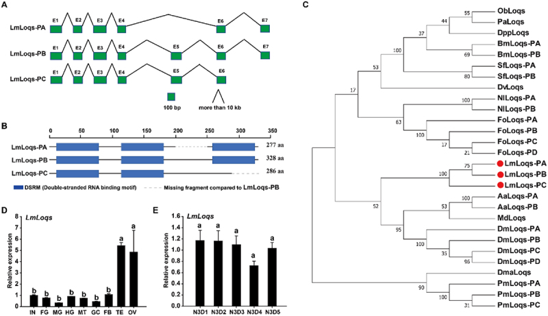 Three alternative splicing variants of <i>Loquacious</i> play different roles in miRNA- and siRNA-mediated RNAi pathways in <i>Locusta migratoria</i>.