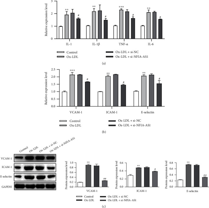 Inhibition of lncRNA NFIA-AS1 Alleviates Abnormal Proliferation and Inflammation of Vascular Smooth Muscle Cells in Atherosclerosis by Regulating miR-125a-3p/AKT1 Axis.