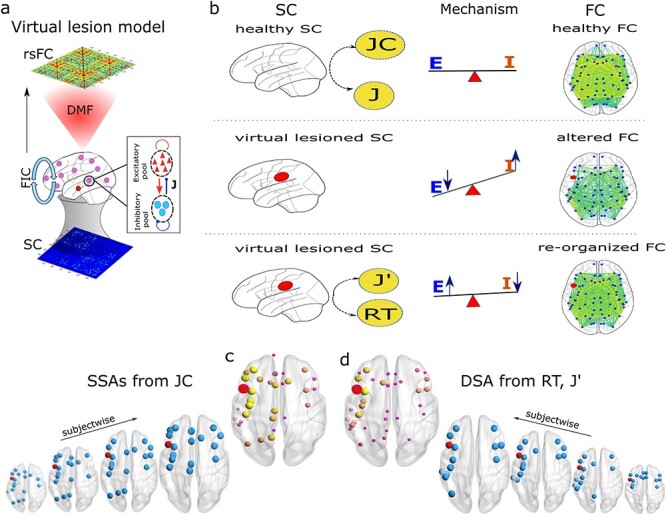 Structural-and-dynamical similarity predicts compensatory brain areas driving the post-lesion functional recovery mechanism.