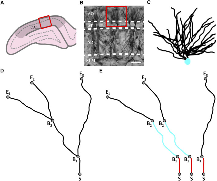 Neuron arbor geometry is sensitive to the limited-range fractal properties of their dendrites.