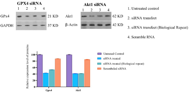 Ferroptosis as a Potential Cell Death Mechanism Against Cisplatin-Resistant Lung Cancer Cell Line.