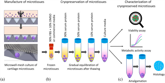 Method for manufacture and cryopreservation of cartilage microtissues.