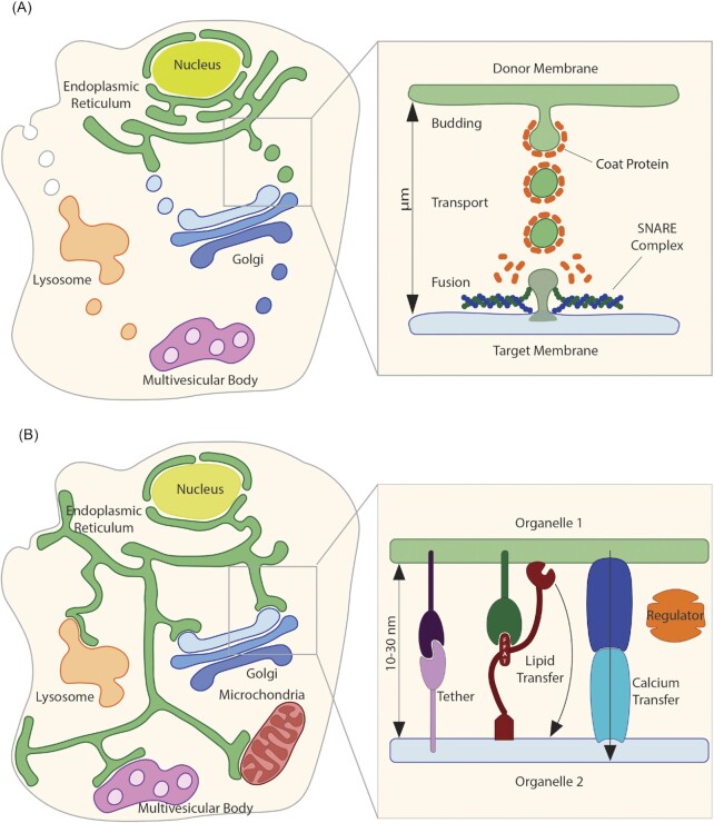 Pathogen vacuole membrane contact sites - close encounters of the fifth kind.