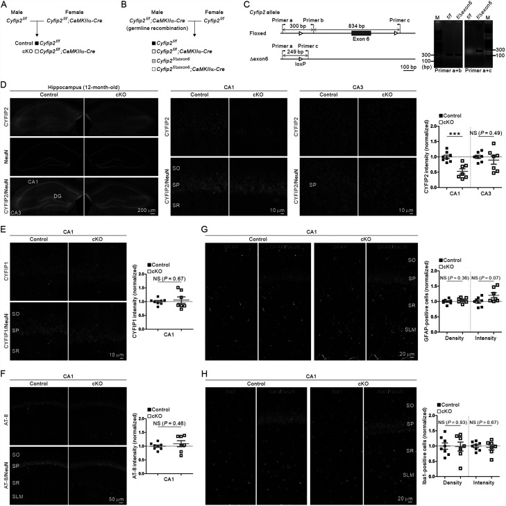 Cell-autonomous reduction of CYFIP2 is insufficient to induce Alzheimer's disease-like pathologies in the hippocampal CA1 pyramidal neurons of aged mice.