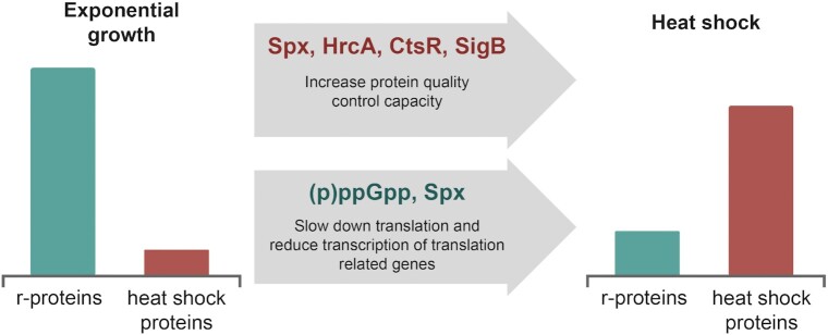 (p)ppGpp - an important player during heat shock response.