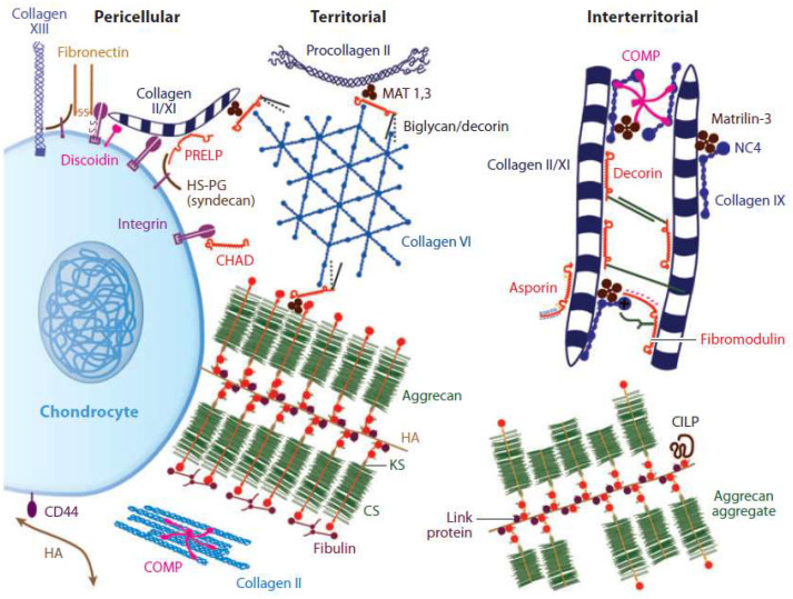 Nanofiber scaffolds based on extracellular matrix for articular cartilage engineering: A perspective.