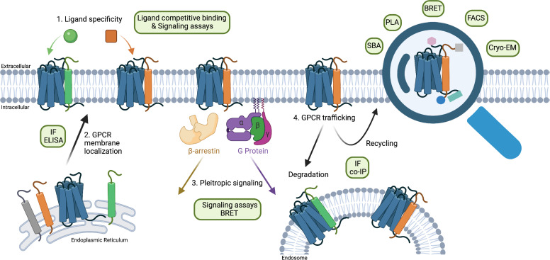 Elucidating the Interactome of G Protein-Coupled Receptors and Receptor Activity-Modifying Proteins.