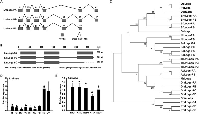 Three alternative splicing variants of <i>Loquacious</i> play different roles in miRNA- and siRNA-mediated RNAi pathways in <i>Locusta migratoria</i>.