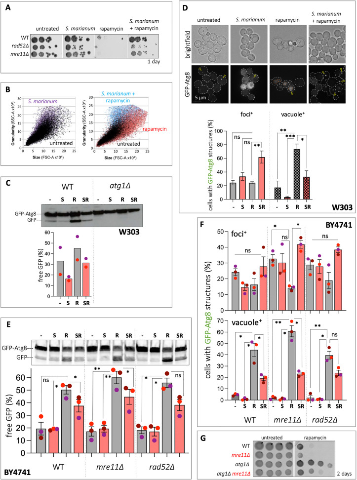 An Expansion of the Endoplasmic Reticulum that Halts Autophagy is Permissive to Genome Instability.