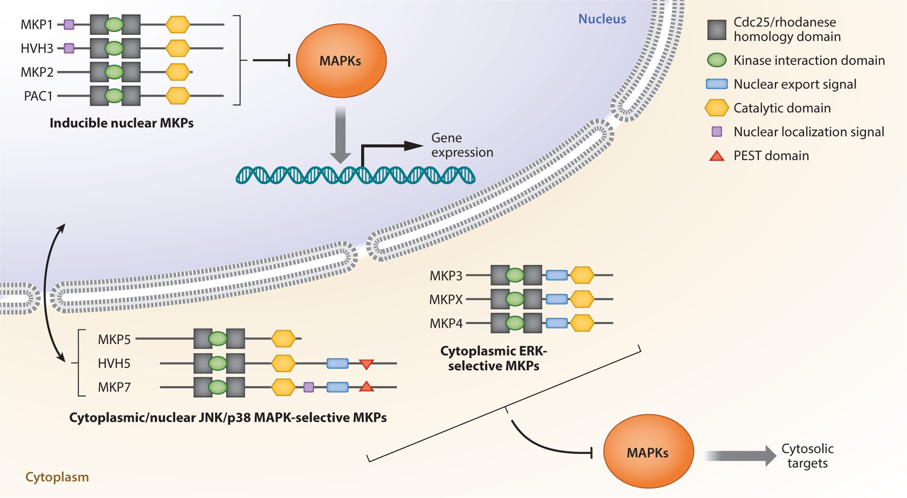 Mitogen-Activated Protein Kinase Phosphatases: No Longer Undruggable?