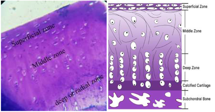 Nanofiber scaffolds based on extracellular matrix for articular cartilage engineering: A perspective.