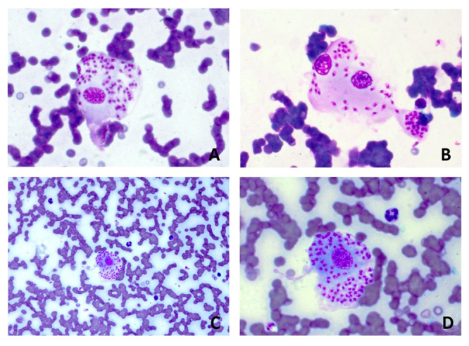 First molecular detection of <i>Leishmania (Leishmania) infantum chagasi</i> in a domestic cat (<i>Felis catus</i>) from an urban area in eastern Amazon.