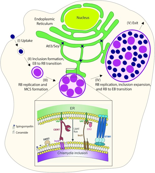 Pathogen vacuole membrane contact sites - close encounters of the fifth kind.